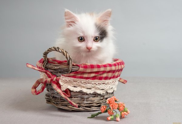 котята в корзине