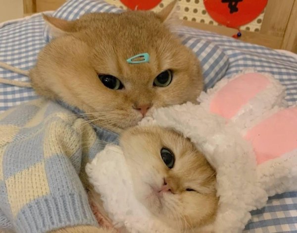 милая котик