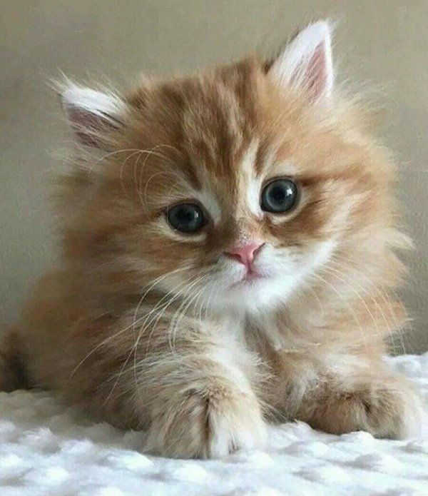 котенок пушистый