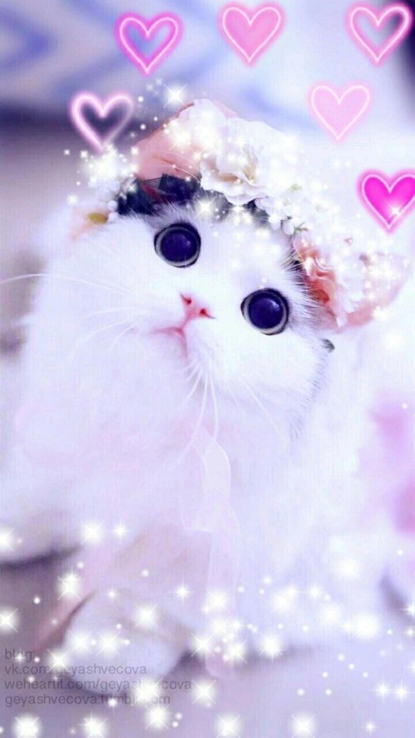 милая котик