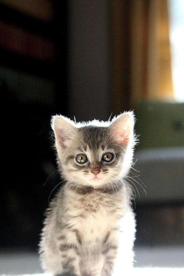 очаровательные котята