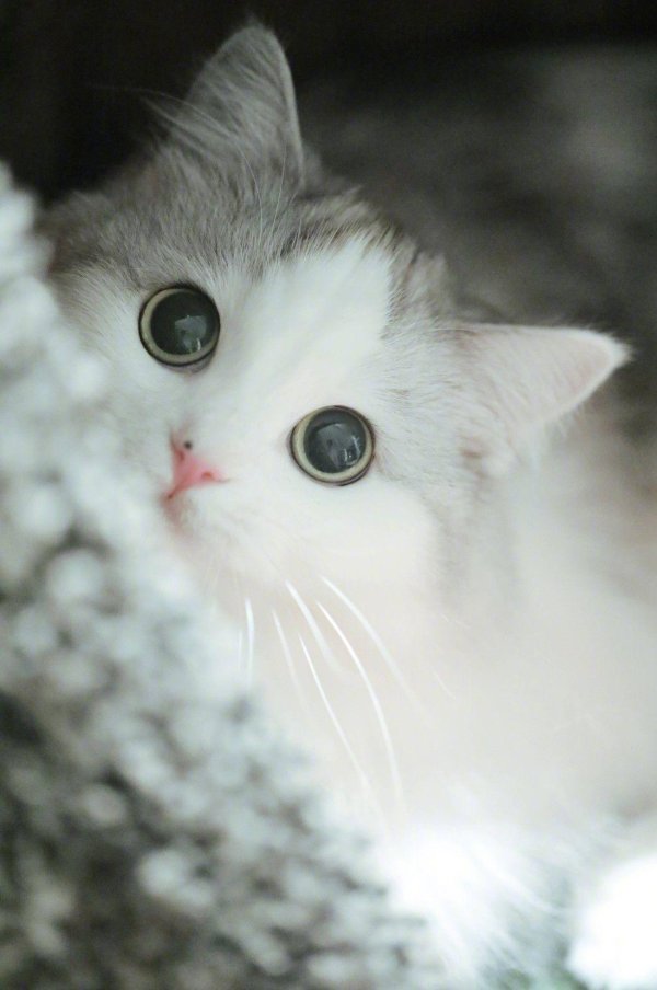 няшные котики