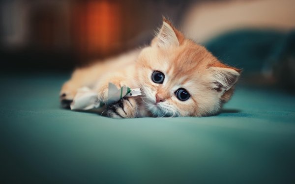 британская золотая шиншилла