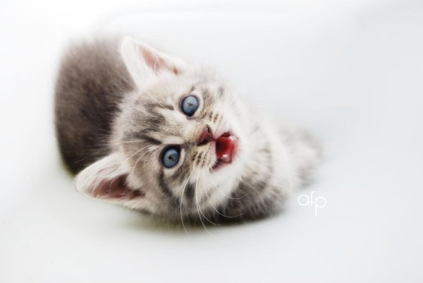 котенок красивый