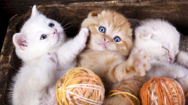 очаровательные котята