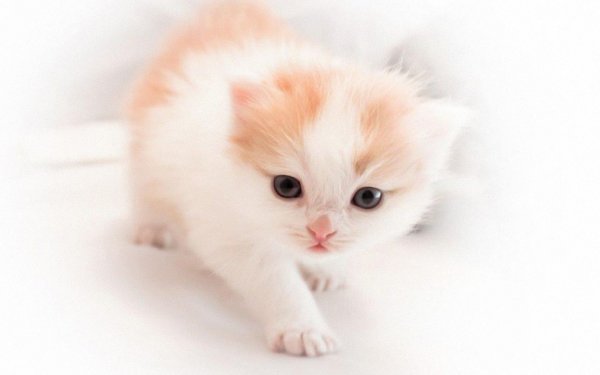 котенок белый