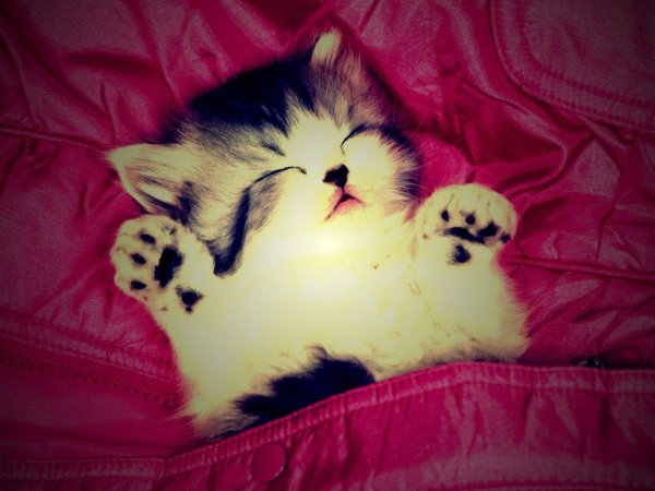 милые кошки