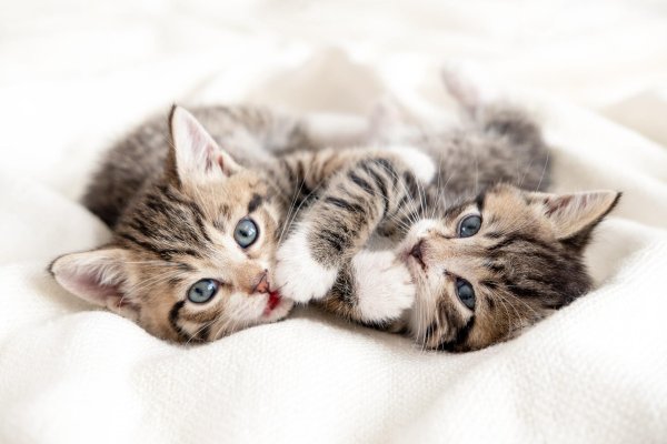 маленькие котята