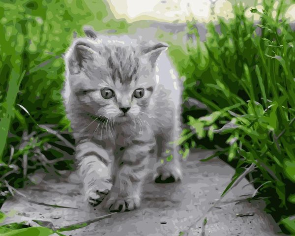 котенок серый