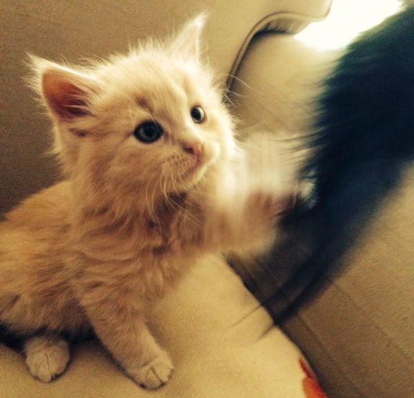 сибирская кошка персиковая длинношерстная