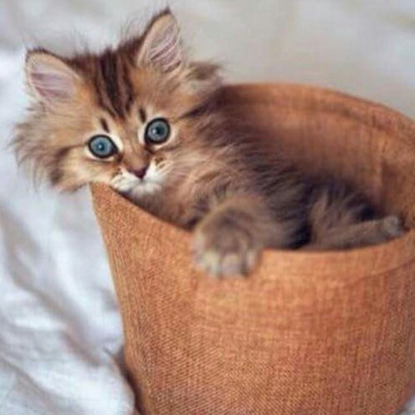 очаровательные котята