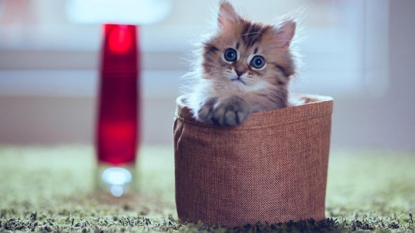 котенок красивый