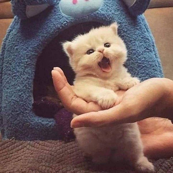 очаровательные котята