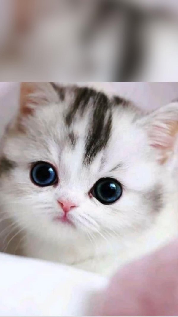 очаровательные котята