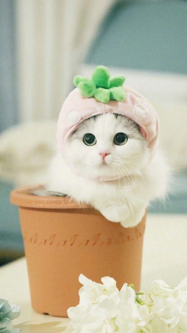 милая котик