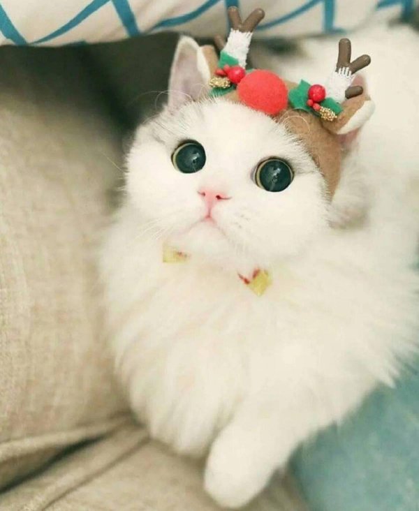 кошечка милая