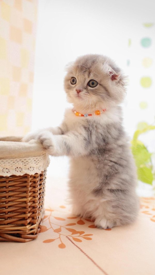 шотландская вислоухая кошка