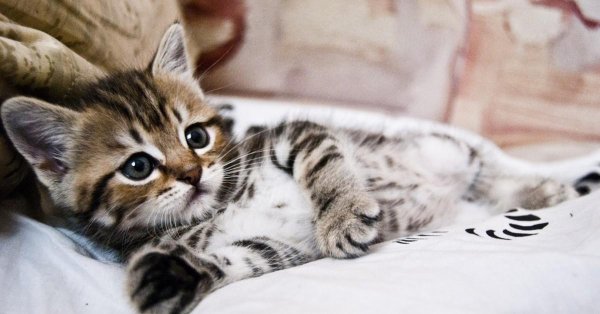 полосатые котята