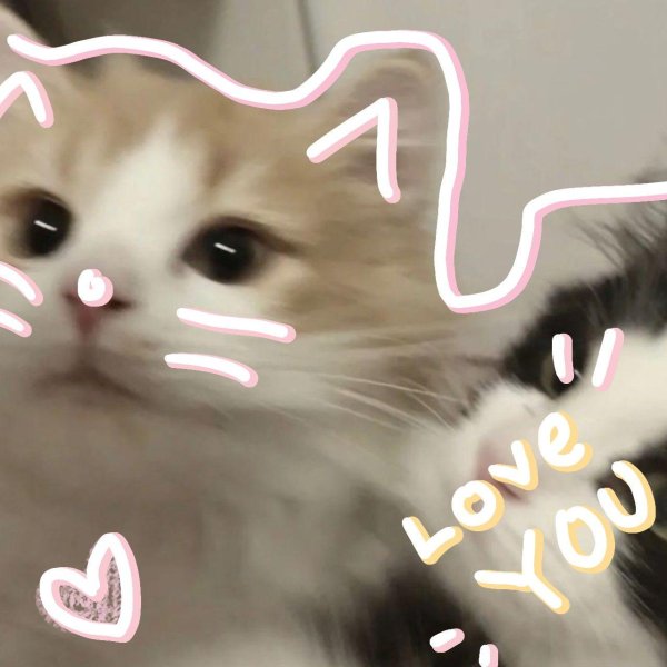 очаровательные котята