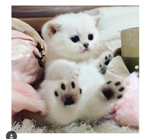 серебристая британская шиншилла