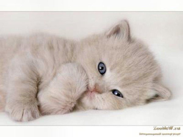 милые котенок