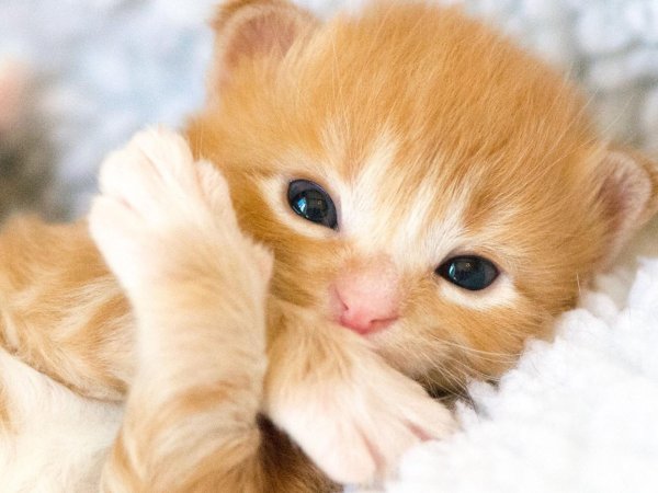 рыжий кот маленький