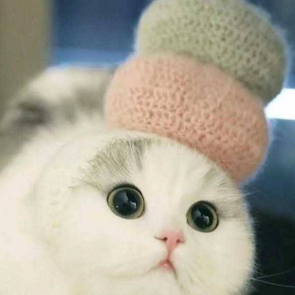 няшные котики