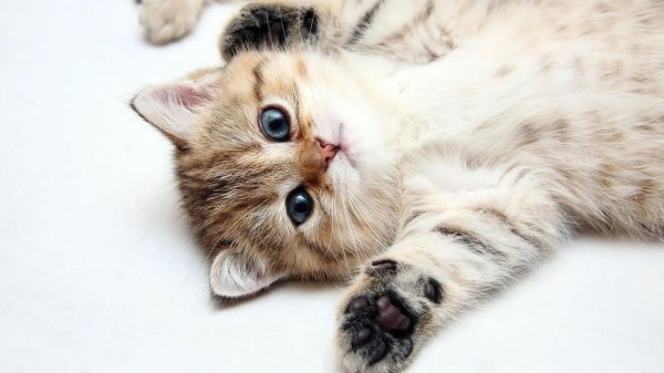 очаровательные котята