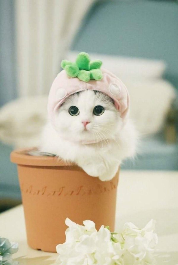 милая котик