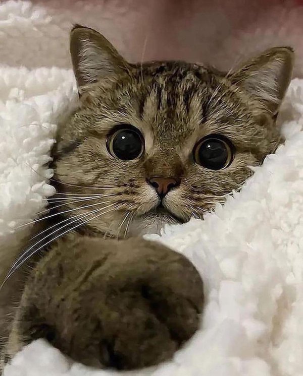 про котиков