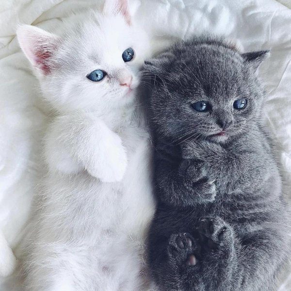 котики милые