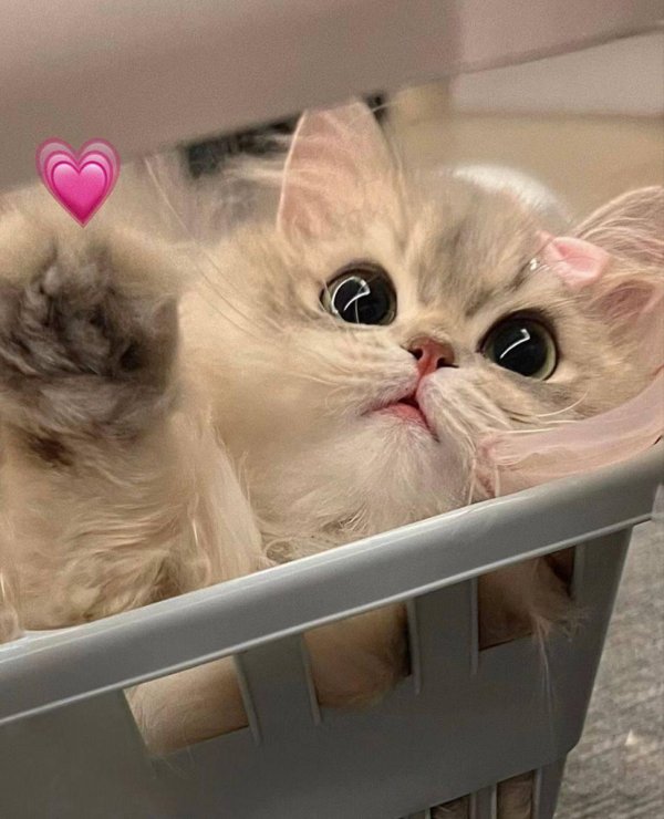 очаровательные котята