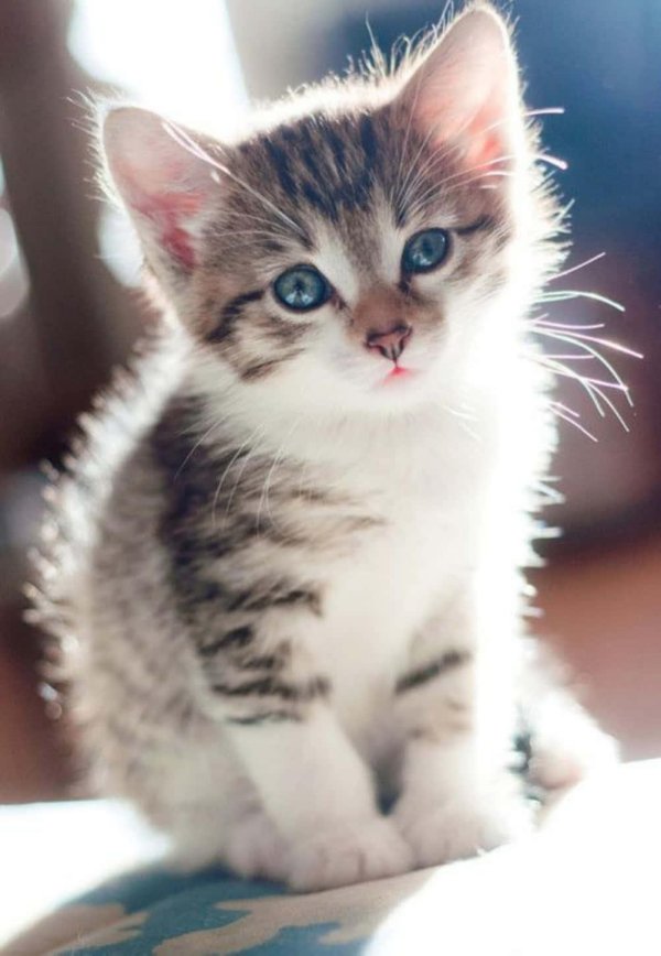 котенок маленький