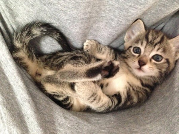 очаровательные котята