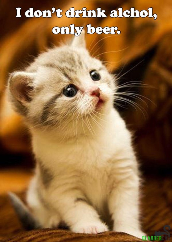 котики милые