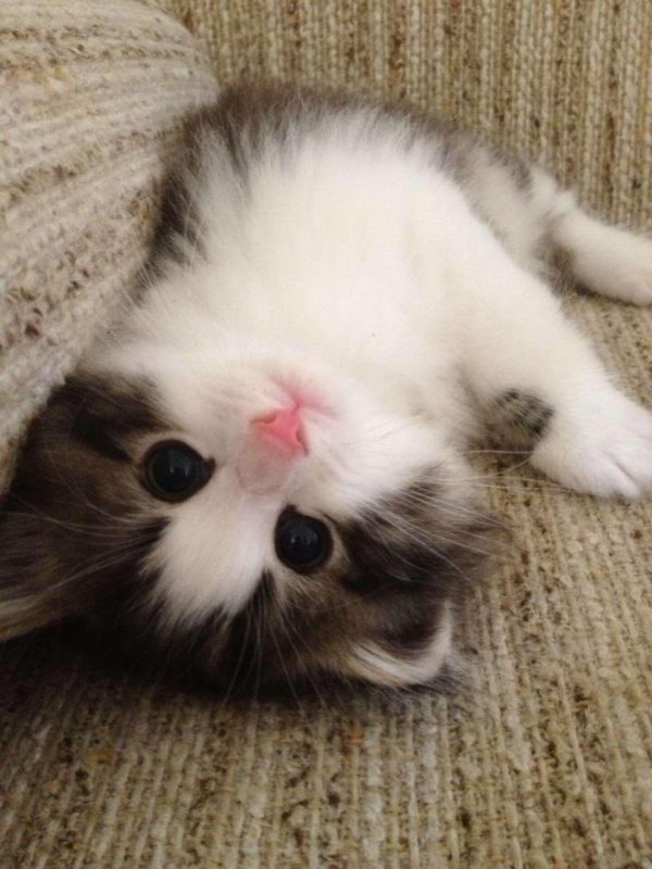 котики милые