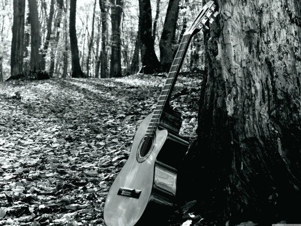 лес гитар