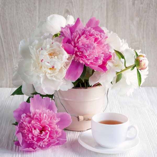 натюрморт с пионами