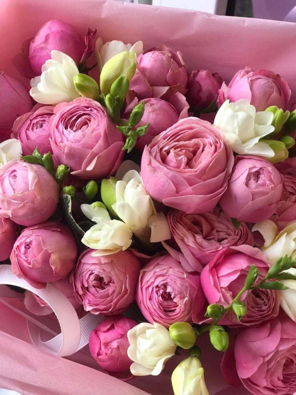 пионовидная роза