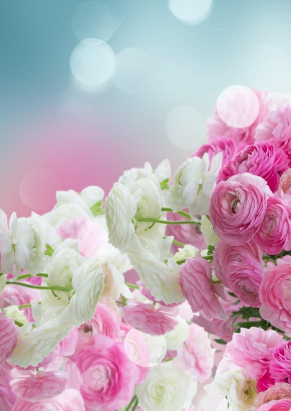 ранункулюс пинк