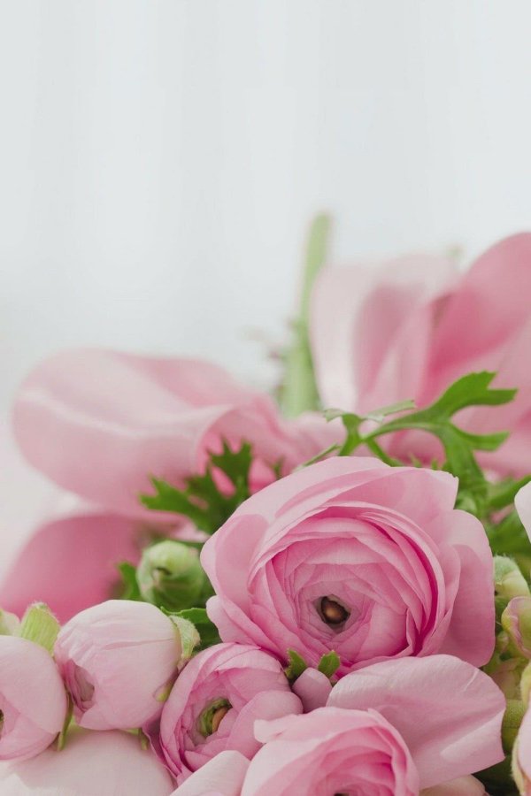 ранункулюс розовый