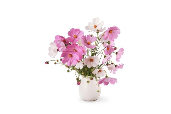 космея вайт