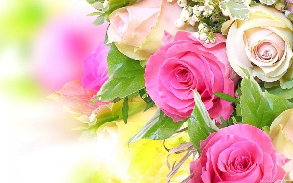 красивый фон для поздравления