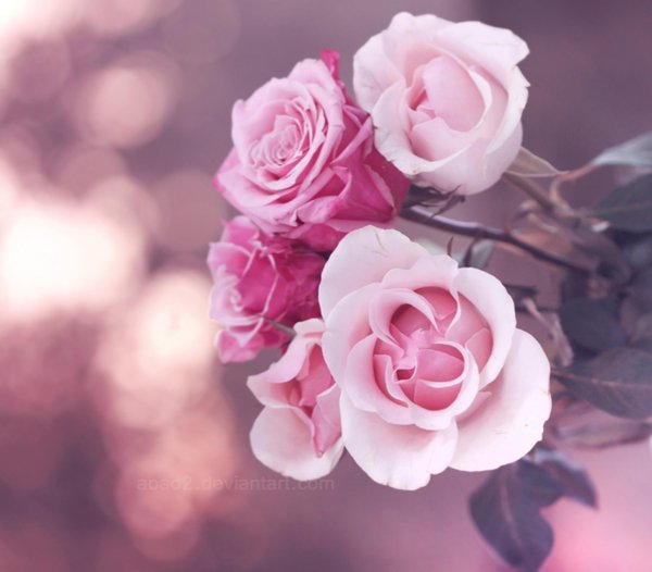 роза нежно розовая