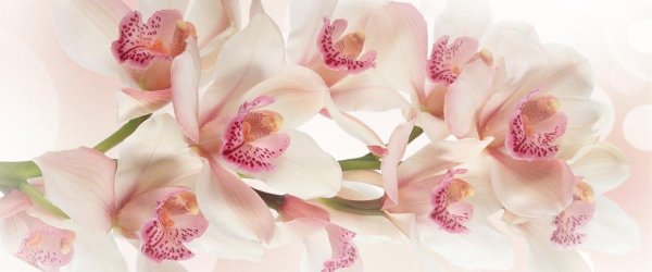 нежно розовая орхидея цимбидиум