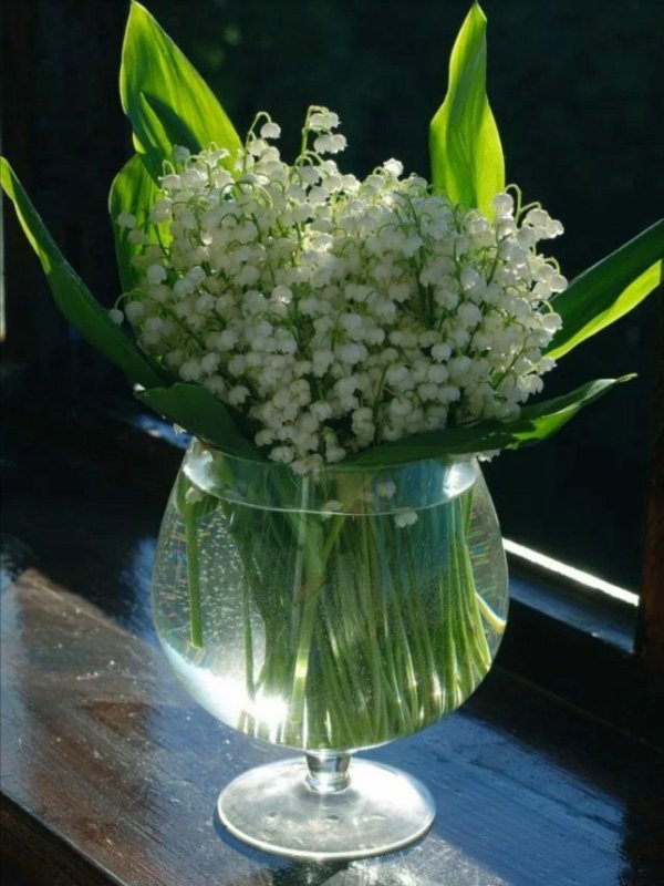 ландыш майский весной