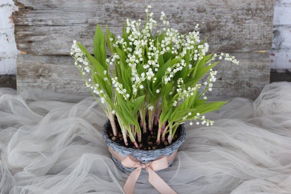 ландыши луковичные