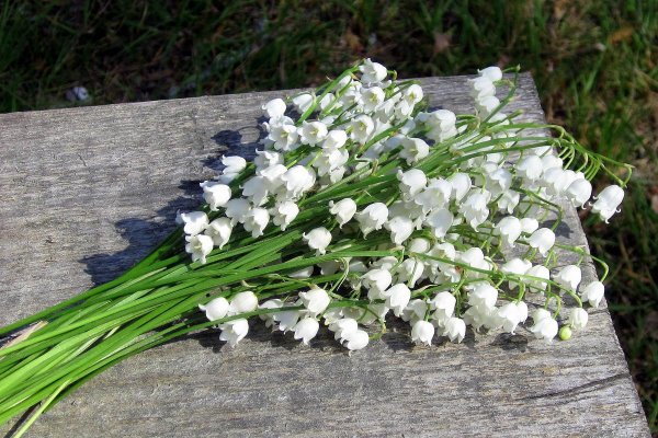 ландыши белые