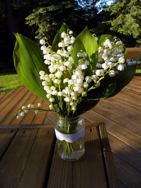 ландыш майский