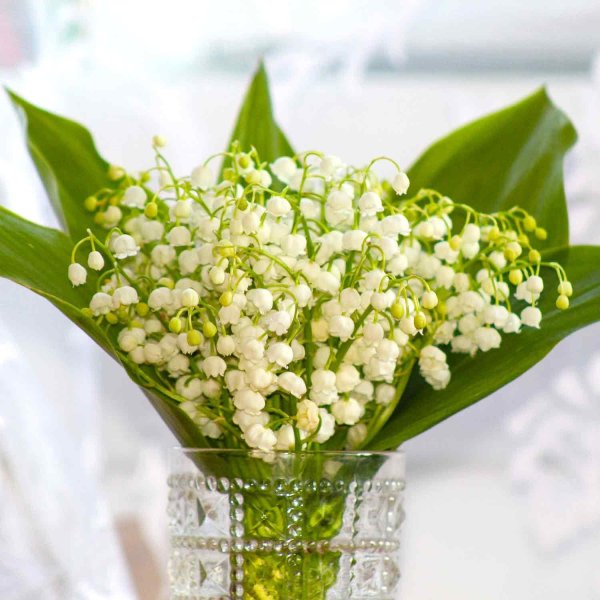 ландыши майские